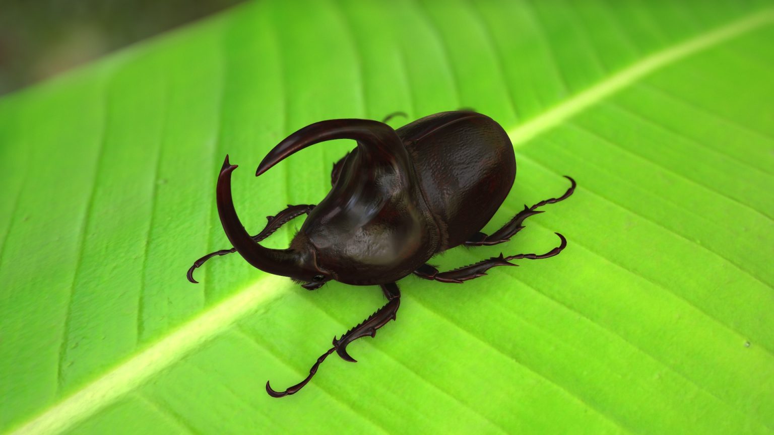 Rhino Beetle - ChicMic